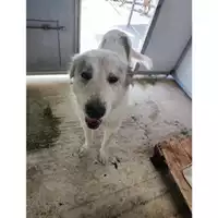 Foto dell\'animale COMUNE DI SALERNO - 380260170226096