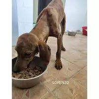 Foto dell\'animale COMUNE DI SALERNO - 380260170225297