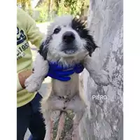 Foto dell\'animale COMUNE DI SALERNO - 380260170226088