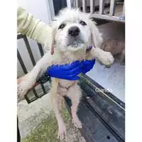 Foto dell\'animale COMUNE DI SALERNO - 380260170226099