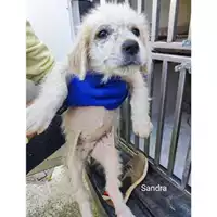 Foto dell\'animale COMUNE DI SALERNO - 380260170226094