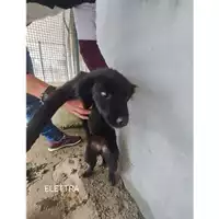 Foto dell\'animale COMUNE DI SALERNO - 380260170226091