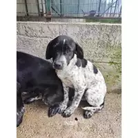 Foto dell\'animale COMUNE DI SALERNO - 380260170226090