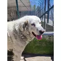 Foto dell\'animale COMUNE DI SALERNO - 380260170226089