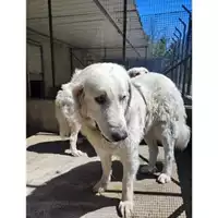 Foto dell\'animale COMUNE DI SALERNO - 380260170226093