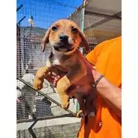 Foto dell\'animale COMUNE DI SALERNO - 380260170226750