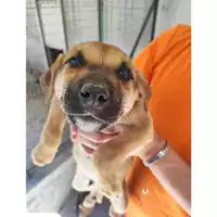 Foto dell\'animale COMUNE DI SALERNO - 380260170226748