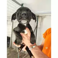 Foto dell\'animale COMUNE DI SALERNO - 380260170226749