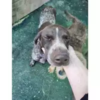 Foto dell\'animale COMUNE DI SALERNO - 380260102297817