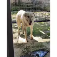 Foto dell\'animale COMUNE DI PELLEZZANO - 380260170226228