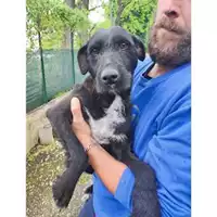 Foto dell\'animale COMUNE DI SALERNO - 380260170226437