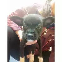 Foto dell\'animale COMUNE DI SALERNO - 380260170226555