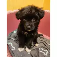 Foto dell\'animale COMUNE DI SALERNO - 380260170226544