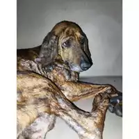 Foto dell\'animale COMUNE DI SALERNO - 380260170226559