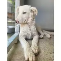 Foto dell\'animale COMUNE DI SALERNO - 380260170226552