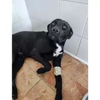 Foto dell\'animale COMUNE DI SALERNO - 380260044672137