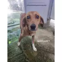 Foto dell\'animale COMUNE DI SALERNO - 380260170226541
