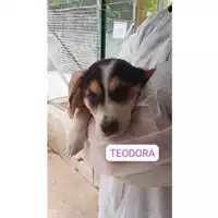 Foto dell\'animale COMUNE DI SALERNO - 380260170226557