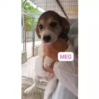 Foto dell\'animale COMUNE DI SALERNO - 380260170226543
