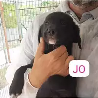 Foto dell\'animale COMUNE DI SALERNO - 380260170226542