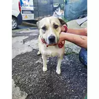 Foto dell\'animale COMUNE DI SALERNO - 380260044671781