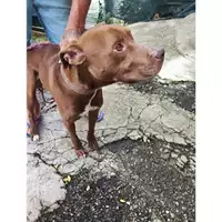 Foto dell\'animale COMUNE DI SALERNO - 380260044559614