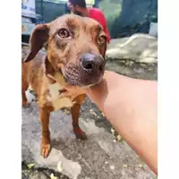 Foto dell\'animale COMUNE DI SALERNO - 380260170226550