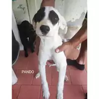 Foto dell\'animale COMUNE DI SALERNO - 380260170226545