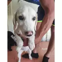 Foto dell\'animale COMUNE DI SALERNO - 380260170226554