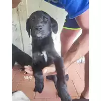 Foto dell\'animale COMUNE DI SALERNO - 380260170226546