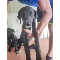Foto dell\'animale COMUNE DI SALERNO - 380260170225158
