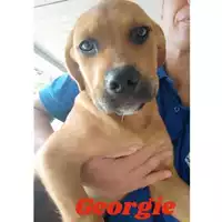 Foto dell\'animale COMUNE DI VIETRI SUL MARE - 380260043975383