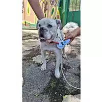 Foto dell\'animale COMUNE DI SALERNO - 380260170226162