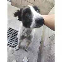 Foto dell\'animale COMUNE SAN MANGO PIEMONTE - 380260170235729