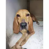 Foto dell\'animale COMUNE DI SALERNO - 380260170226170