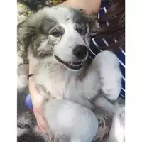 Foto dell\'animale COMUNE DI SALERNO - 380260170226171