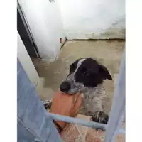 Foto dell\'animale COMUNE DI SALERNO - 380260170244267