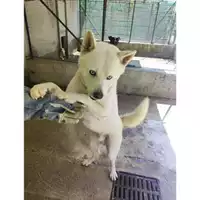 Foto dell\'animale COMUNE DI SALERNO - 380260170225140