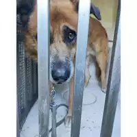 Foto dell\'animale COMUNE DI SALERNO - 380260100469444