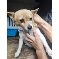 Foto dell\'animale COMUNE DI SALERNO - 380260170226178