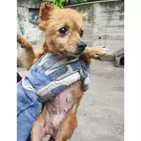 Foto dell\'animale COMUNE DI SALERNO - 380260170226169