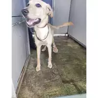 Foto dell\'animale COMUNE DI SALERNO - 380260170225039