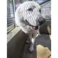 Foto dell\'animale COMUNE DI SALERNO - 380260170226163