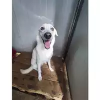 Foto dell\'animale COMUNE DI SALERNO - 380260170225028