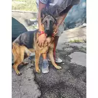 Foto dell\'animale COMUNE DI SALERNO - 380260044813584
