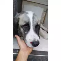 Foto dell\'animale COMUNE DI SALERNO - 380260170225029