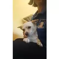 Foto dell\'animale COMUNE DI SALERNO - 380260170225238