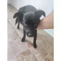 Foto dell\'animale COMUNE DI SALERNO - 380260170225022