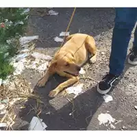 Foto dell\'animale COMUNE DI SALERNO - 380260170225279