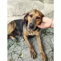 Foto dell\'animale COMUNE DI SALERNO - 380260170225386